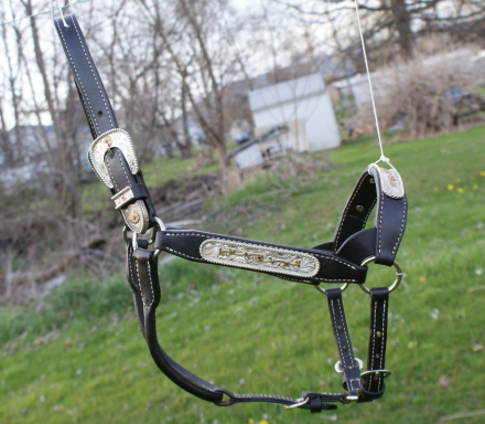 Tack ID: 569259 Schneiders Show Halter - PhotoID: 154125 - Expires 13-Jun-2025 Days Left: 168