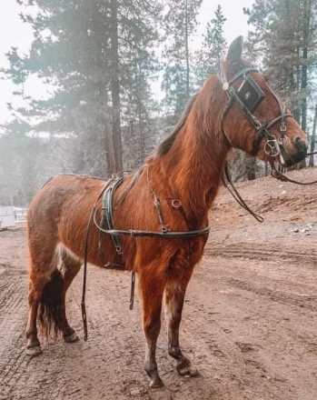 Tack ID: 569306 Lutke Shetland Show Harness (for pleasure or roadster) - PhotoID: 154155 - Expires 04-Apr-2025 Days Left: 77