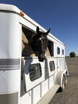 Tack ID: 569401 4 horse x-wide warmblood trailer - PhotoID: 154254 - Expires 11-May-2025 Days Left: 26