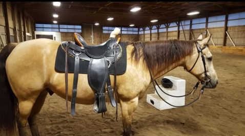 Tack ID: 569532 Marc Oliver James Creek slick fork - PhotoID: 154438 - Expires 03-Oct-2025 Days Left: 171